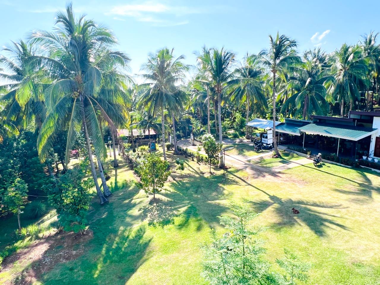 The lawn between the villas in late morning, striped with palm shadows